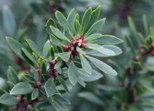 shoot, leaves