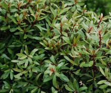 foliage