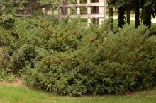 plant habit, fruiting