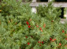 fruiting branch
