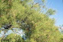 branches, summer branches, summer