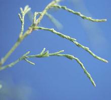 leafy shoots leafy shoots