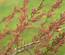 flower buds flower buds