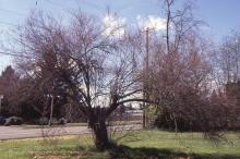 plant habit, winter plant habit, winter