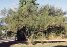 plant habit, summer plant habit, summer