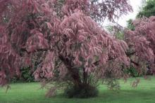 plant habit, spring flowering plant habit, spring flowering