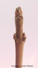 winter twig, buds