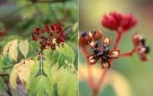 fruit at seed release, fall