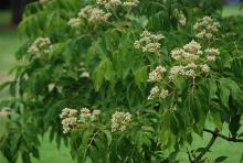 flower clusters and leaves