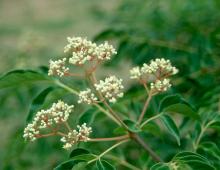 flower cluster
