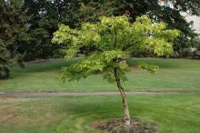 plant habit, fruiting 