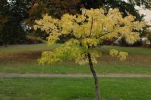 plant habit, late fall