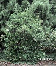 plant habit