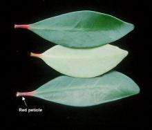 leaves