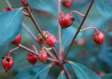 fruit, winter