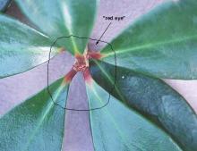 petioles and bud ("red eye") 