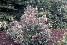 plant habit, winter