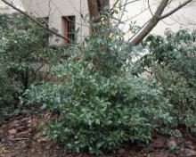 plant habit