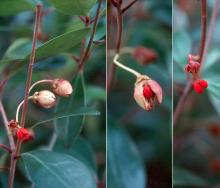 opening fruit, winter