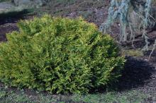 plant habit
