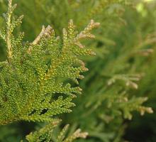 branchlets