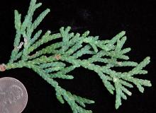 branchlets branchlets