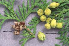 leaves and cones leaves and cones