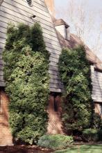 plant habit plant habit