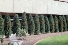 plant habit, hedge plant habit, hedge