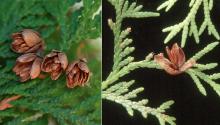 mature cones and leaves mature cones and leaves