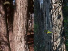 trunk, bark trunk, bark