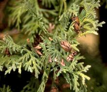 branchlets and mature cones branchlets and mature cones
