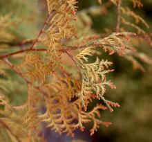branchlets branchlets