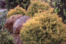 plant habit plant habit