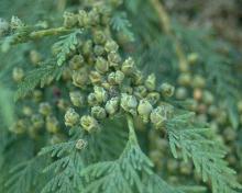 leaves and immature cones leaves and immature cones