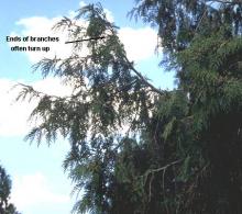 branches branches
