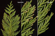 branchlet and leaves branchlet and leaves