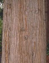 bark, trunk bark, trunk