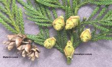 leaves and cones leaves and cones