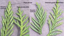 leaves, comparison leaves, comparison