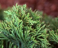 branchlets