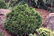 plant habit