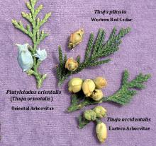 branchlets and cones, comparison