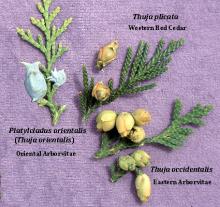 branchlets and cones, comparison branchlets and cones, comparison