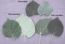 leaves, comparison