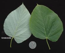 mature leaf