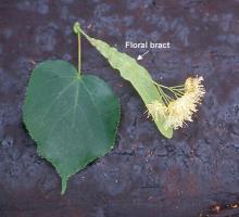 leaf and flower cluster