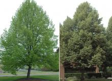 plant habit, spring and summer