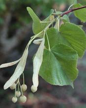 leaves and fruit