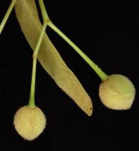 mature fruit